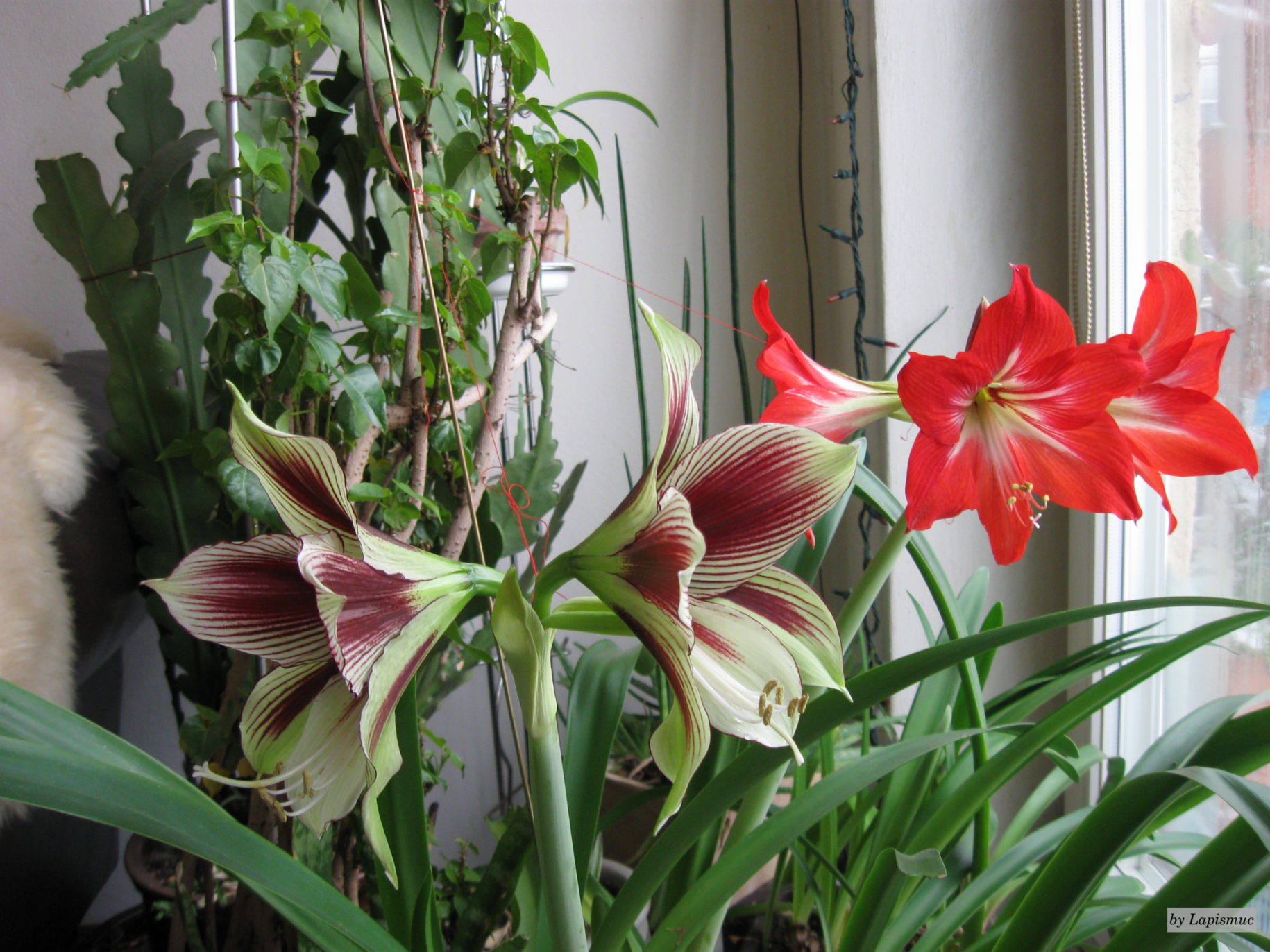 آماریلیس پروانه ای